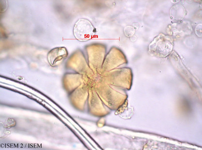 ISEM 2/Harpagophytum_zeyheri_7360/Harpagophytum_zeyheri_7360_0001(copy)_thumb.jpg